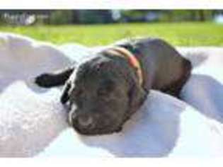 Labrador Retriever Puppy for sale in Sumner, TX, USA
