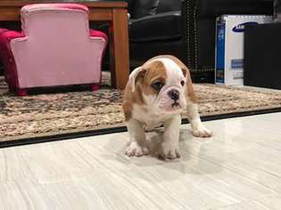 Bulldog Puppy for sale in Westminster, CA, USA