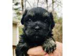 Havanese Puppy for sale in Eatonton, GA, USA