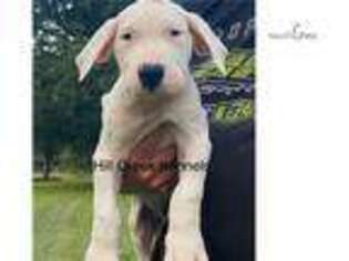 Dogo Argentino Puppy for sale in Springfield, MO, USA