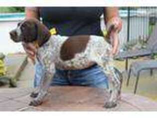 German Shorthaired Pointer Puppy for sale in Rockford, IL, USA