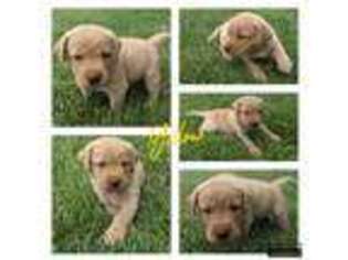 Labrador Retriever Puppy for sale in Bowling Green, OH, USA