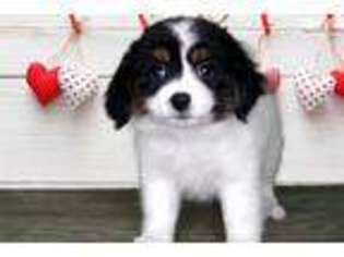 Papillon Puppy for sale in Saint George, UT, USA