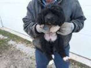 Newfoundland Puppy for sale in Fort Recovery, OH, USA