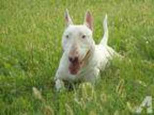 Bull Terrier Puppy for sale in RENO, NV, USA