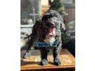 Portuguese Water Dog Puppy for sale in Big Cabin, OK, USA