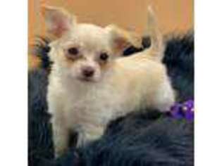 Chihuahua Puppy for sale in Goffstown, NH, USA