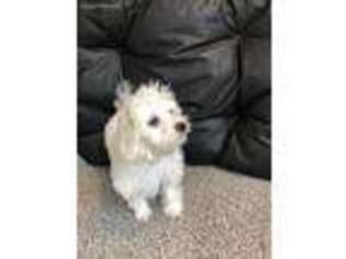 Maltese Puppy for sale in Patterson, GA, USA