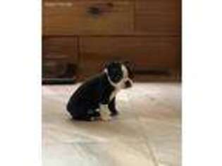 Boston Terrier Puppy for sale in Rockville, IN, USA