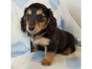 Dachshund Puppy for sale in Gary, IN, USA