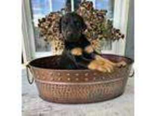 Doberman Pinscher Puppy for sale in Glade Spring, VA, USA