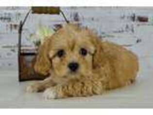 Cavapoo Puppy for sale in Atwood, IL, USA