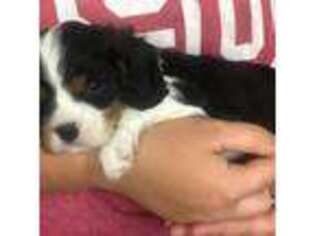 Cavalier King Charles Spaniel Puppy for sale in Graysville, TN, USA
