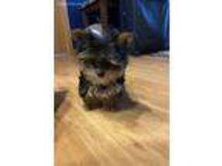 Yorkshire Terrier Puppy for sale in La Crosse, WI, USA