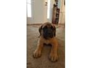 Mastiff Puppy for sale in Caldwell, OH, USA