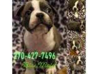 Boston Terrier Puppy for sale in Tompkinsville, KY, USA