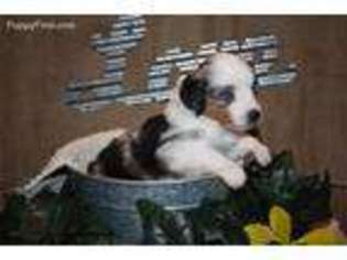 Miniature Australian Shepherd Puppy for sale in Woodland, WA, USA