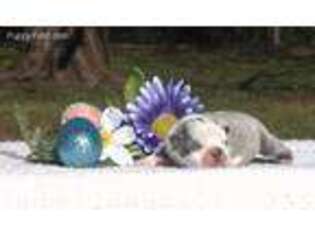 Boston Terrier Puppy for sale in Roanoke, AL, USA