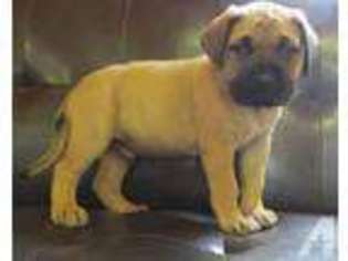 Mastiff Puppy for sale in BUSHNELL, FL, USA