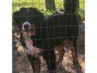 Bernese Mountain Dog Puppy for sale in Rockfield, KY, USA