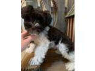 Mutt Puppy for sale in Mcalester, OK, USA
