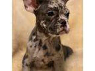 Bulldog Puppy for sale in Cumming, GA, USA
