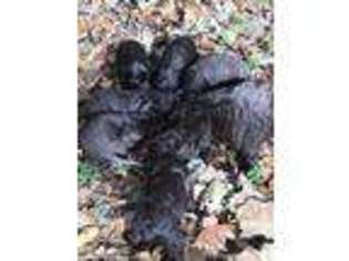 Boykin Spaniel Puppy for sale in Tallassee, AL, USA