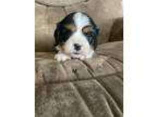 Cavalier King Charles Spaniel Puppy for sale in West Point, IA, USA