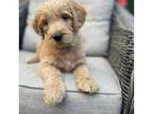 Goldendoodle Puppy for sale in Encino, CA, USA
