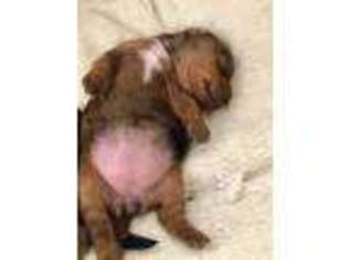 Dachshund Puppy for sale in Billerica, MA, USA