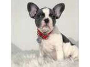 French Bulldog Puppy for sale in Pembroke Pines, FL, USA