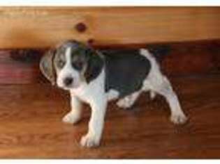 Beagle Puppy for sale in Falcon, MO, USA