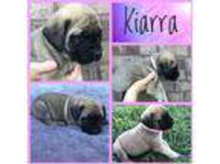 Mastiff Puppy for sale in Coxs Creek, KY, USA