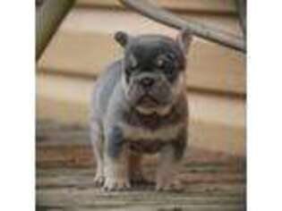 French Bulldog Puppy for sale in Big Stone Gap, VA, USA