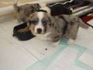 Cardigan Welsh Corgi Puppy for sale in Tiskilwa, IL, USA