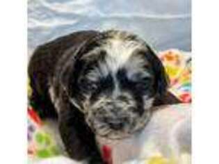 Mutt Puppy for sale in Four Oaks, NC, USA