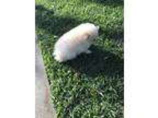Pomeranian Puppy for sale in San Gabriel, CA, USA