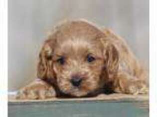 Cavapoo Puppy for sale in Odon, IN, USA