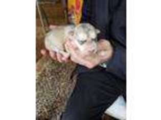 Alaskan Malamute Puppy for sale in Gainesville, GA, USA