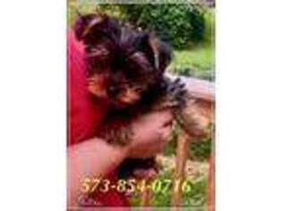 Yorkshire Terrier Puppy for sale in Potosi, MO, USA