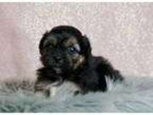 Shorkie Tzu Puppy for sale in Nappanee, IN, USA