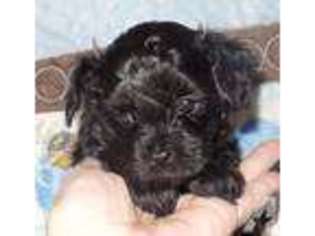 Mutt Puppy for sale in NEW ALBANY, IN, USA