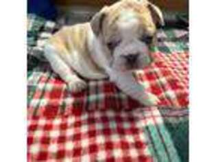 French Bulldog Puppy for sale in Katy, TX, USA