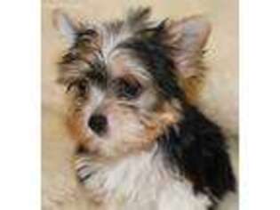 Yorkshire Terrier Puppy for sale in Leonard, TX, USA