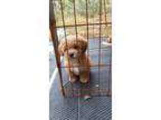 Goldendoodle Puppy for sale in Atco, NJ, USA