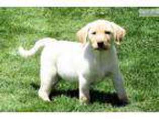 Labrador Retriever Puppy for sale in Denver, CO, USA