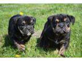 Bulldog Puppy for sale in Waterville, MN, USA