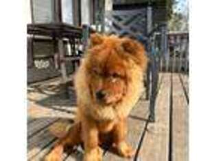 Chow Chow Puppy for sale in Saint Paul, MN, USA