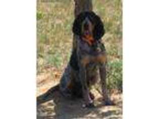 Bluetick Coonhound Puppy for sale in Nocona, TX, USA
