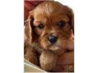 Cavalier King Charles Spaniel Puppy for sale in Plano, TX, USA